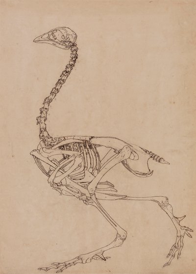 Squelette de volaille, vue latérale (étude pour la figure clé de la table V) - George Stubbs