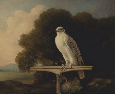 Faucon du Groenland, Faucon Gerfaut, 1780 - George Stubbs