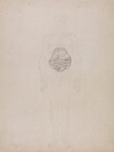 Figure humaine, vue antérieure (dessin au trait) - George Stubbs