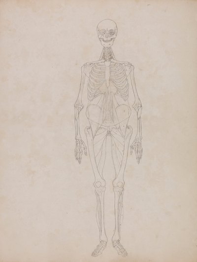 Figure humaine, vue antérieure (figure de contour) - George Stubbs