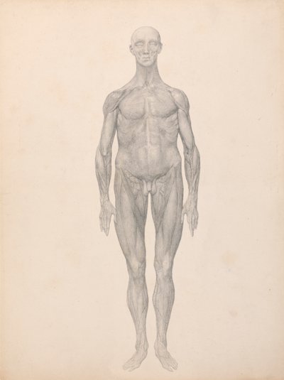 Figure humaine, vue antérieure, couches fasciales sous-jacentes enlevées (étude finie pour la table XI) - George Stubbs
