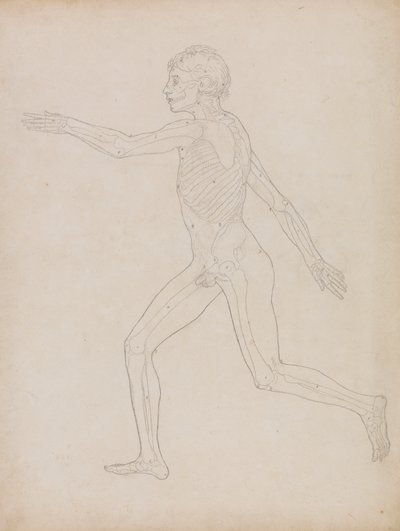 Figure humaine, vue latérale - George Stubbs