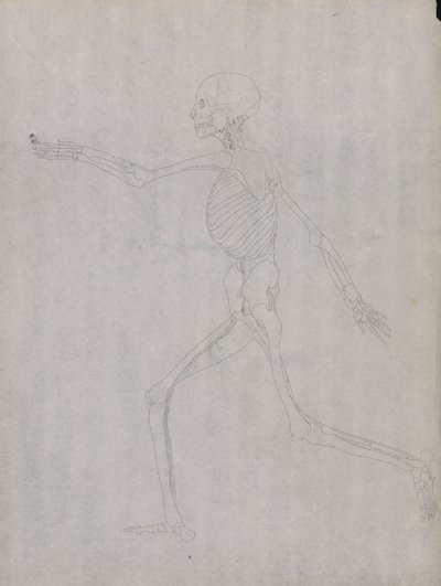Figure humaine, vue latérale - George Stubbs