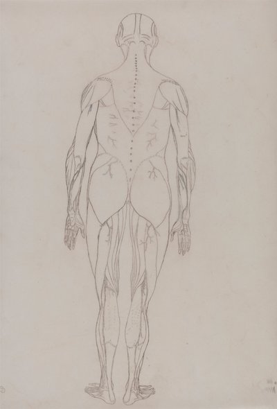 Figure humaine, vue postérieure (dessin au trait pour figure clé de la table XII) - George Stubbs