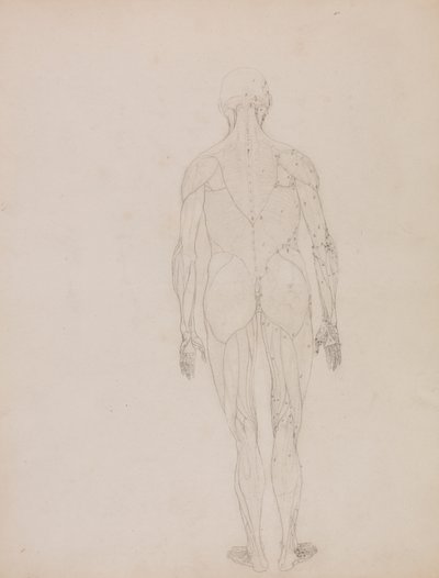 Figure humaine, vue postérieure - George Stubbs