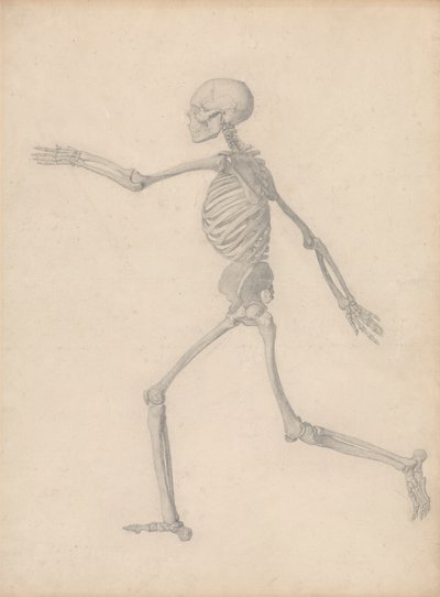 Squelette humain, vue latérale (détail) - George Stubbs