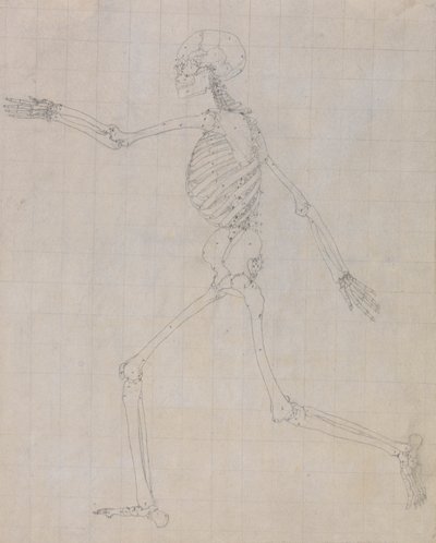 Squelette humain, vue latérale (Contour du squelette pour la figure clé de la table III) - George Stubbs