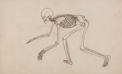 Squelette humain, vue latérale - George Stubbs