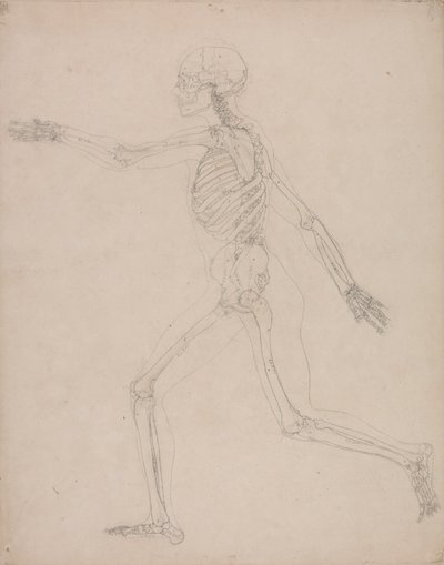 Squelette humain, vue latérale - George Stubbs