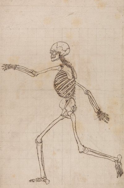 Squelette humain, vue latérale - George Stubbs