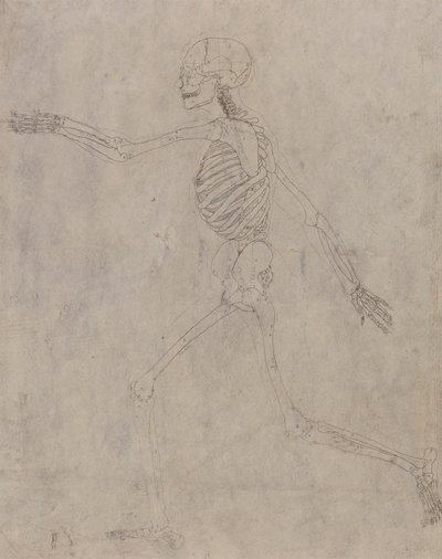 Squelette humain, vue latérale - George Stubbs