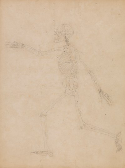 Squelette humain, vue latérale - George Stubbs