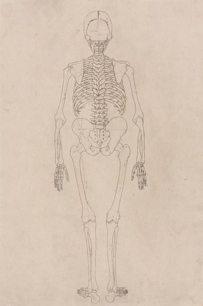 Squelette Humain, Vue Postérieure (Relatif à la Table II) - George Stubbs