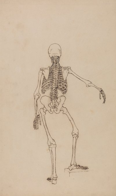 Squelette humain, vue postérieure - George Stubbs