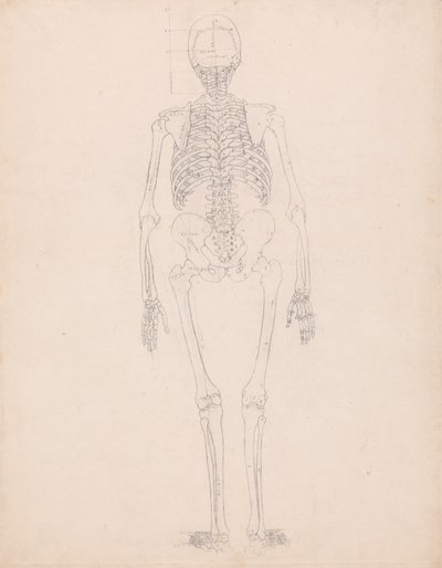 Squelette humain, vue postérieure - George Stubbs