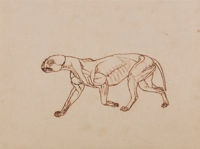 Corps de Léopard, Vue Latérale - George Stubbs