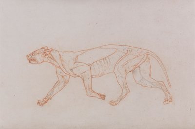 Corps de léopard, vue latérale - George Stubbs