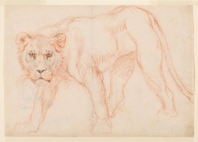 Lionne rôdant, recto - George Stubbs