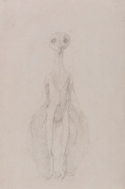 Chouette debout, vue antérieure - George Stubbs