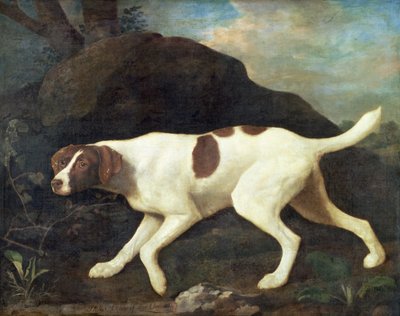Phillis, un pointeur de Lord Clermont - George Stubbs
