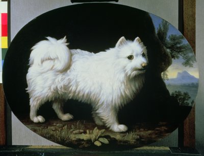 Portrait du chien blanc de Mme French, 1782 - George Stubbs