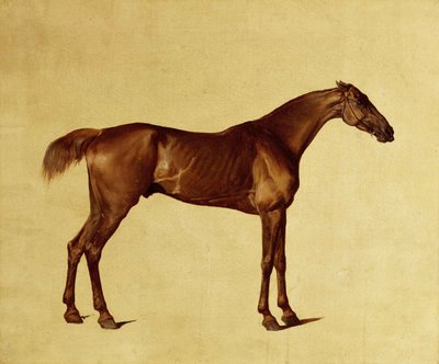 Rufus - George Stubbs