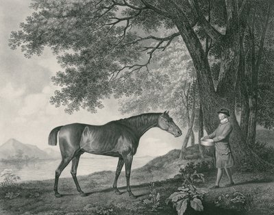 Sharke, gravé par George Townley Stubbs (1756-1815) pub. 1794 (eau-forte) - George Stubbs