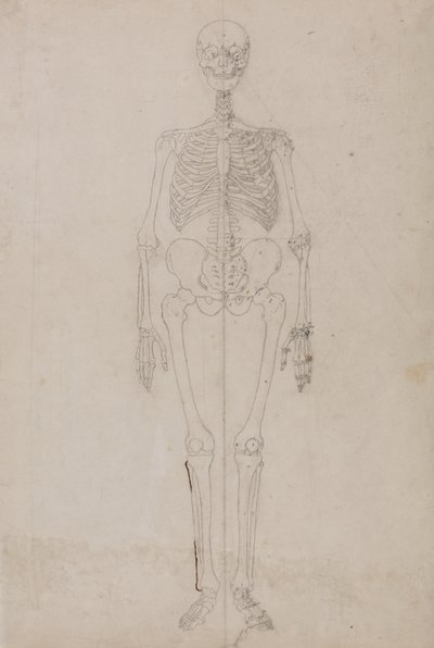 Étude de la figure humaine, vue antérieure, d