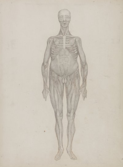 Étude de la figure humaine, vue antérieure, de 
