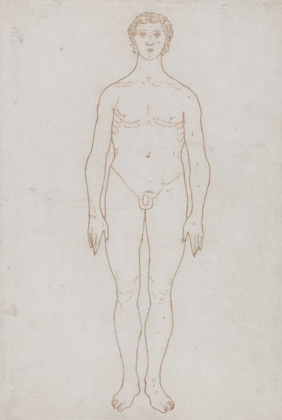 Étude de la figure humaine, vue antérieure, de 