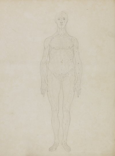 Étude de la figure humaine, vue antérieure, de 