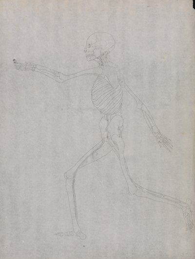 Étude de la Figure Humaine, Vue Latérale, d