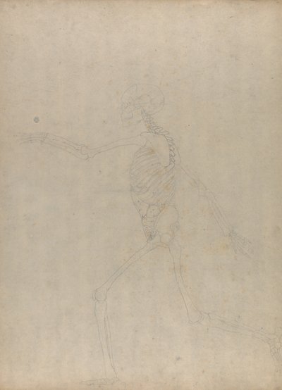 Étude de la Figure Humaine, Vue Latérale, d
