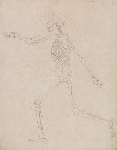 Étude de la Figure Humaine, Vue Latérale, d