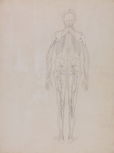 Étude de la figure humaine, vue postérieure, d