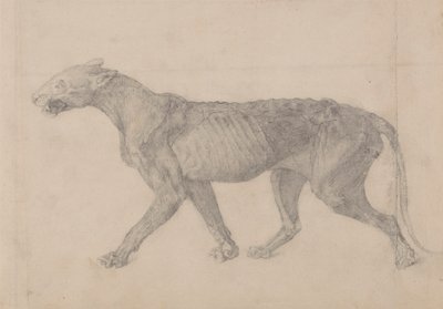 Corps de tigre, vue latérale (premier de neuf dessins d