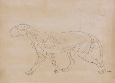 Corps de tigre, vue latérale (dessin au trait pour une figure clé) - George Stubbs
