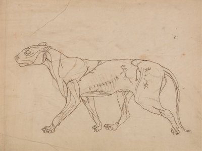 Corps de tigre, vue latérale (étude de contour des muscles de surface et de leur approvisionnement en sang, probablement réalisée pour une figure clé) - George Stubbs