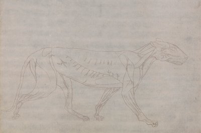 Corps de tigre, vue latérale - George Stubbs