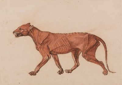 Corps de tigre, vue latérale - George Stubbs
