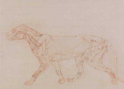 Corps de tigre, vue latérale (Étude des muscles exposés au troisième stade de dissection) - George Stubbs