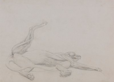 Corps de tigre, couché, vue ventrale - George Stubbs