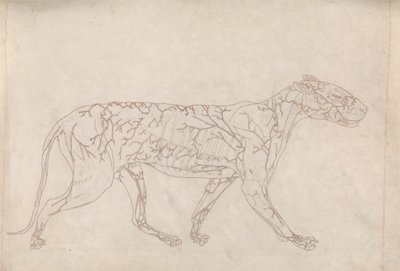Tigre, vue latérale (étude de contour de l