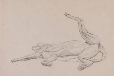 Tigre, couché, vu ventralement - George Stubbs