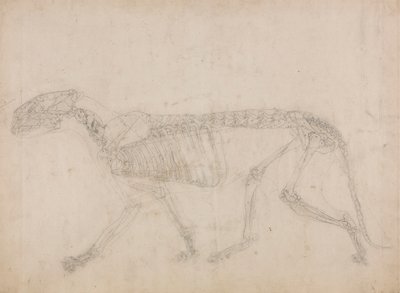 Squelette de tigre, vue latérale - George Stubbs