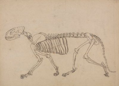 Squelette de tigre, vue latérale (étude pour la figure clé de la Table IV) - George Stubbs