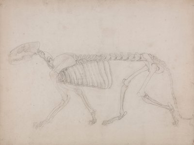 Squelette de tigre, vue latérale - George Stubbs