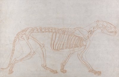 Squelette de tigre, vue latérale - George Stubbs