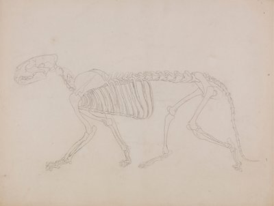 Squelette de tigre, vue latérale - George Stubbs