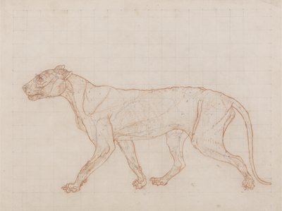 Tigre, vue latérale, peau enlevée, illustration de 